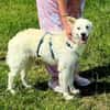 LENNIE sucht Zuhause