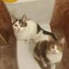 Sebastian und Bettina (Kater, Ataxie)