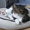 Freddy - ein besonderer Kater