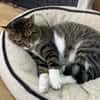 Freddy - ein besonderer Kater