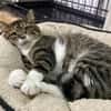 Freddy - ein besonderer Kater