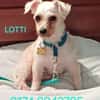 LOTTI  sucht fröhliches Zuhause