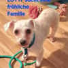 LOTTI  sucht fröhliches Zuhause