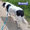 Bruno 2 - gemütlich, ruhig - Gnadenbrot
