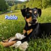 Pablo - aufmerksam und freundlich
