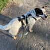 🐾 Valentina sucht ihr Zuhause 🐾