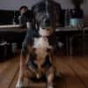 Elian - Toller Herzenshund sucht Zuhause