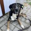 Elian - Toller Herzenshund sucht Zuhause