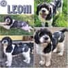 LEONI -neugierig, fröhlich & aufgeweckt-