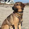 Kayo -zur Pflege in 23701 Bockholt-