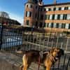 Kayo -zur Pflege in 23701 Bockholt-