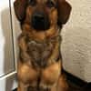 Kayo -zur Pflege in 23701 Bockholt-