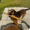 Kayo -zur Pflege in 23701 Bockholt-