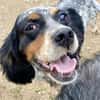 Bezaubernde Setter-Mix-Hündin LOLA