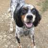 Bezaubernde Setter-Mix-Hündin LOLA
