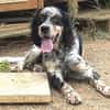 Bezaubernde Setter-Mix-Hündin LOLA