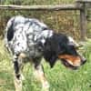 Bezaubernde Setter-Mix-Hündin LOLA