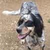 Bezaubernde Setter-Mix-Hündin LOLA
