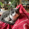 Zuhause gesucht für Gray
