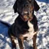 💙Leo💙 sucht ein für immer Zuhause