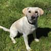 LIMA - geb. ca. 04/2023 - Labrador Mix