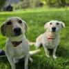LIMA - geb. ca. 04/2023 - Labrador Mix