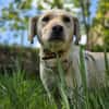 LIMA - geb. ca. 04/2023 - Labrador Mix