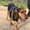 LOREEN sucht ein liebevolles Zuhause