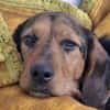 LOREEN sucht ein liebevolles Zuhause