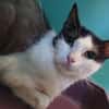 MYLENE