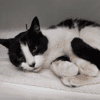 FRIMOUSSE