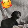 LASSIE