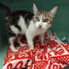 PAB28806 LEYA