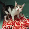PAB28806 LEYA