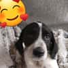 SAMY