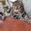 FEDOU PAB28651