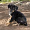 BROOKLYN, Chiot Berger Créole mâle