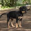 BROOKLYN, Chiot Berger Créole mâle