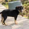 BROOKLYN, Chiot Berger Créole mâle