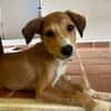 NILO, chiot Berger Créole mâle