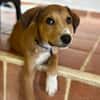NILO, chiot Berger Créole mâle