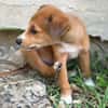 NILO, chiot Berger Créole mâle