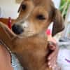 NILO, chiot Berger Créole mâle