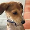 NILO, chiot Berger Créole mâle