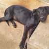 BOUBA, chiot Berger Créole mâle