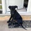 BOUBA, chiot Berger Créole mâle