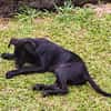 BOUBA, chiot Berger Créole mâle
