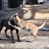 BOUBA, chiot Berger Créole mâle