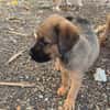 ALOHA, CHIOT FEMELLE BERGER CREOLE