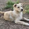 Verschmuste Raja🌺 sucht liebe Familie
